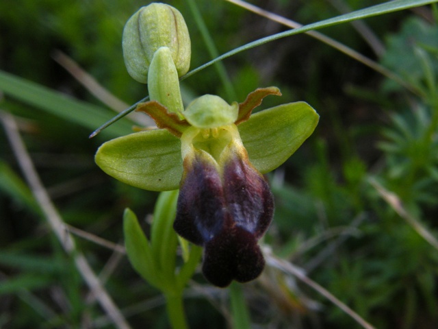 Ophrys fusca subsp. caesiella???